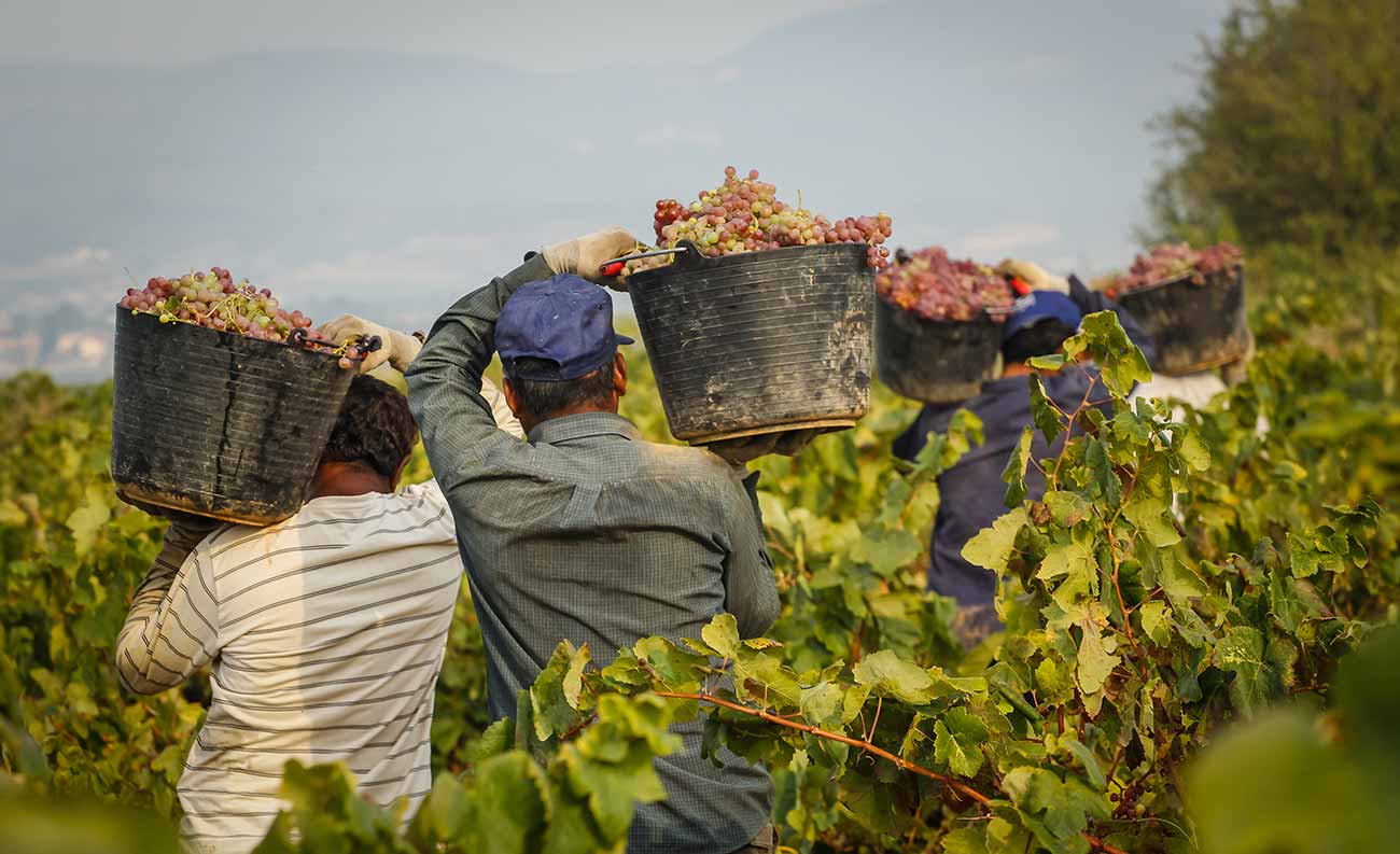 Сбор винограда в Италии фото