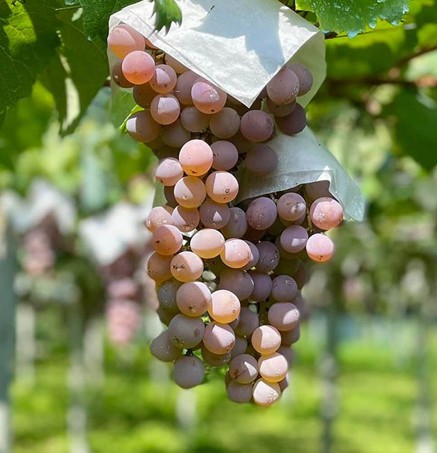 Winery Tours Japan Koshu Valley wine tasting in Yamanashi.