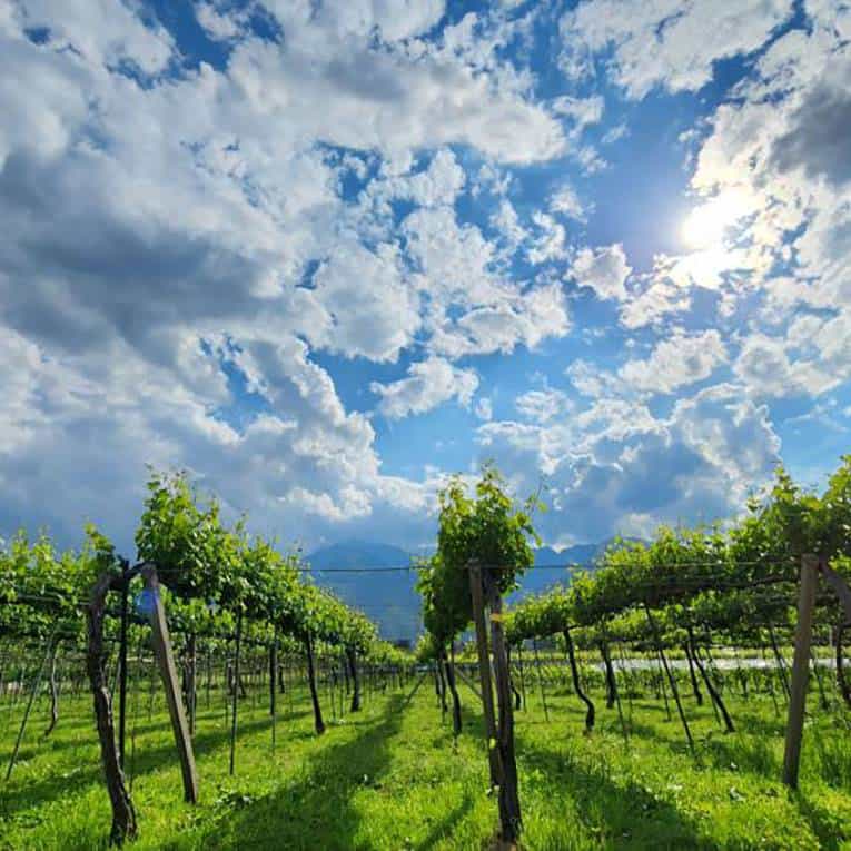 Japan wine vineyard with beautiful blue sky during Winery Tours Japan wine tasting tour in Yamanashi.