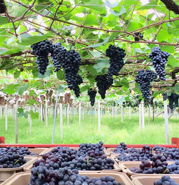 Koshu grapes during harvest time in Yamanashi Japan.