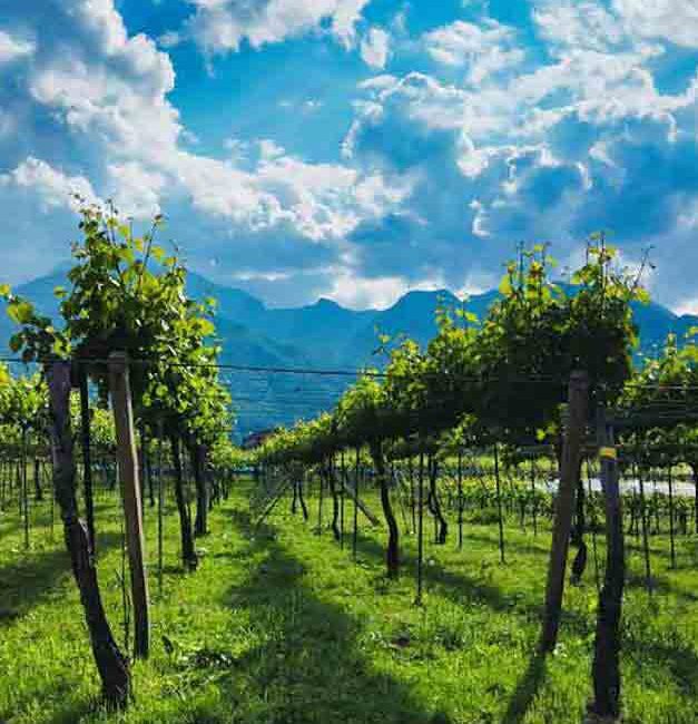 A Japanese vineyard in Hokuto Yamanashi