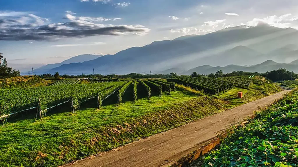 Japanese wine regions vineyard landscape in Yamanashi Koshu Valley with mountains