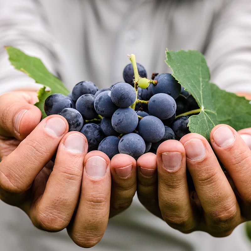 Koshu cabernet wine grape