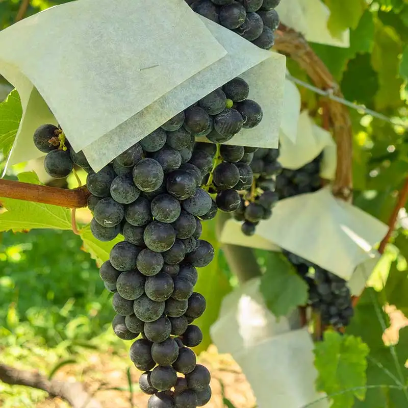 Koshu cabernet wine grape