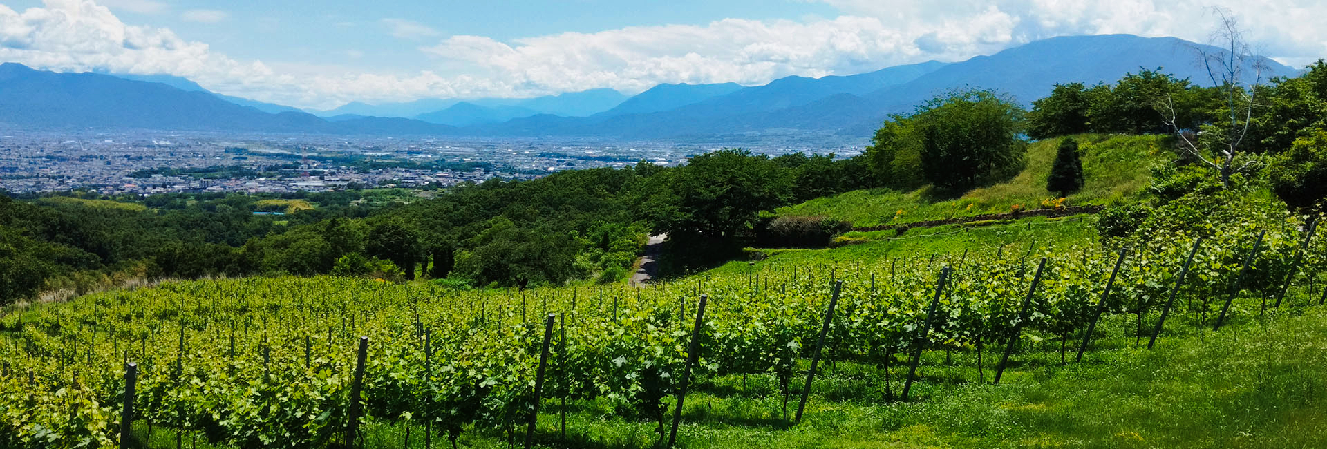 Beautiful day in the Yamanashi vineyard tasting Koshu wine with Winery Tours Japan.