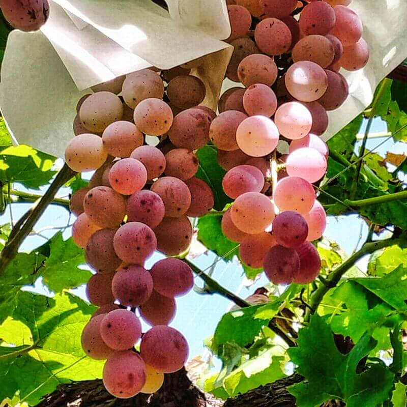 English speaking our guide leading guests through a Yamanashi vineyard to see Koshu grapes up close.