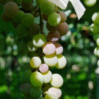 Koshu grape clusters nearing harvest in a Yamanashi vineyard