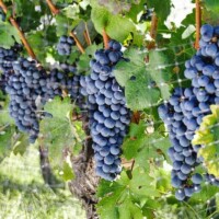 Ripe Merlot grapes growing on a vine in Yamanashi’s Koshu Valley