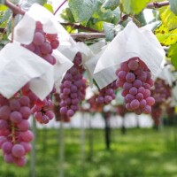 Muscat Bailey A grape clusters under paper rain covers in a Yamanashi vineyard
