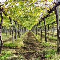 Overhead grape trellising in a vineyard in Yamanashi’s Koshu Valley