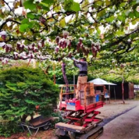Furuya-san harvesting grapes from an overhead trellis at Haramo Winery in Yamanashi