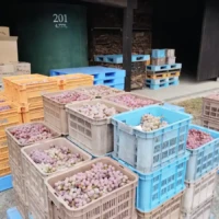 Crates of freshly harvested Koshu grapes at Haramo Winery in Katsunuma, Yamanashi