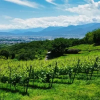 Vineyards overlooking the Kofu Basin at Suntory Tomi no Oka Winery in Yamanashi